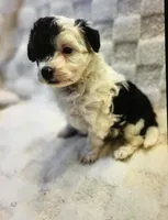 2, a male Miniature Aussiedoodle for sale in Cheyenne, WY – Photo 2 of 2