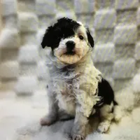 2, a male Miniature Aussiedoodle for sale in Cheyenne, WY – Photo 1 of 2