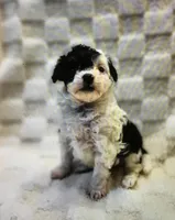 2, a male Miniature Aussiedoodle for sale in Cheyenne, WY – Photo 1 of 2