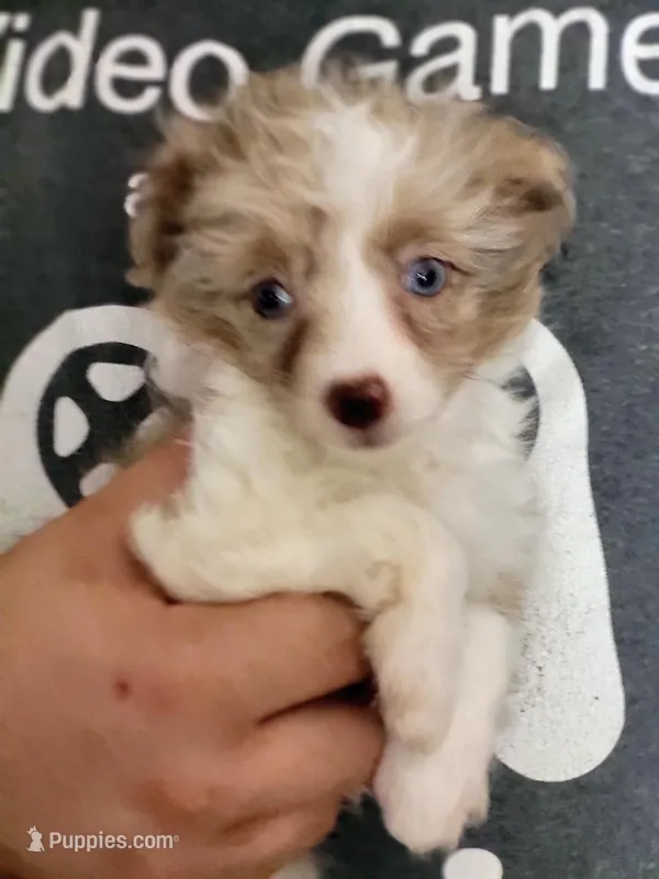 Rosie – Poodle - Toy  puppy for sale in Cheyenne, WY