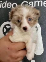 Rosie, a male Poodle - Toy  for sale in Cheyenne, WY – 1 of 1