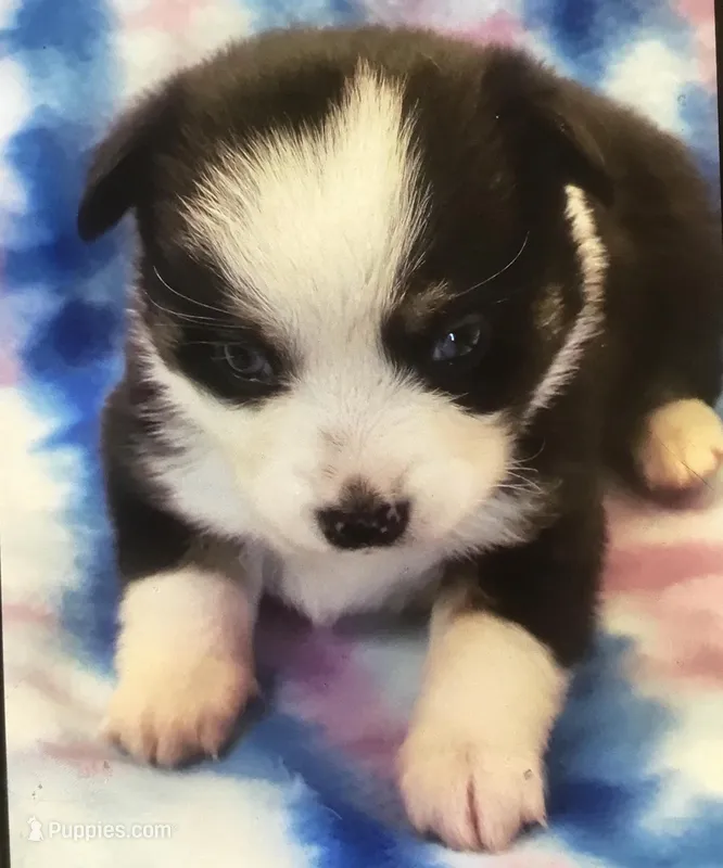 P4 – Pembroke Welsh Corgi, Toy Australian Shepherd puppy for sale in Cheyenne, WY