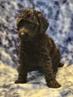 Annie, a female Poodle - Miniature  for sale in Cheyenne, WY – 1 of 1