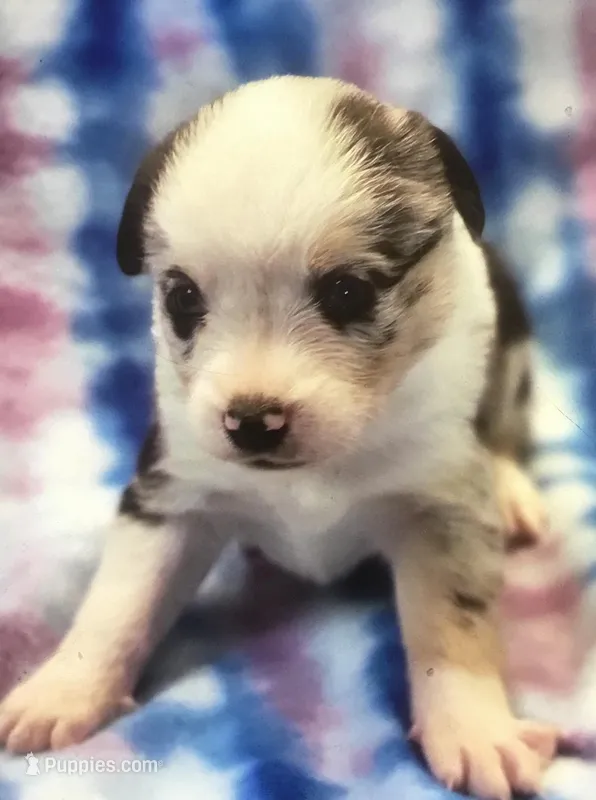 Pg3 – Pembroke Welsh Corgi, Toy Australian Shepherd puppy for sale in Cheyenne, WY