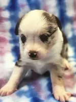 Pg3, a female Pembroke Welsh Corgi and Toy Australian Shepherd for sale in Cheyenne, WY – Photo 1 of 3