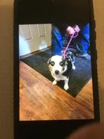 Pg3, a female Pembroke Welsh Corgi and Toy Australian Shepherd for sale in Cheyenne, WY – Photo 3 of 3