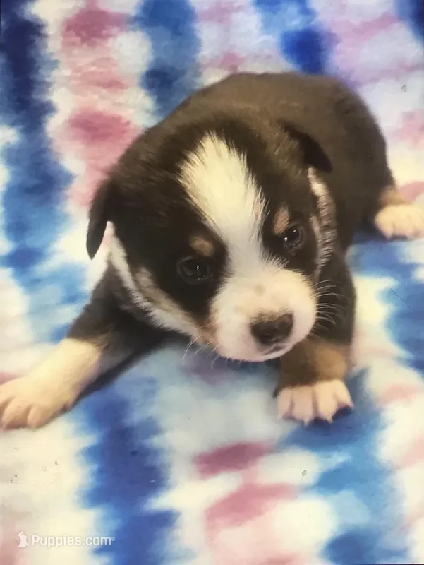 P2 – Pembroke Welsh Corgi, Toy Australian Shepherd puppy for sale in Cheyenne, WY