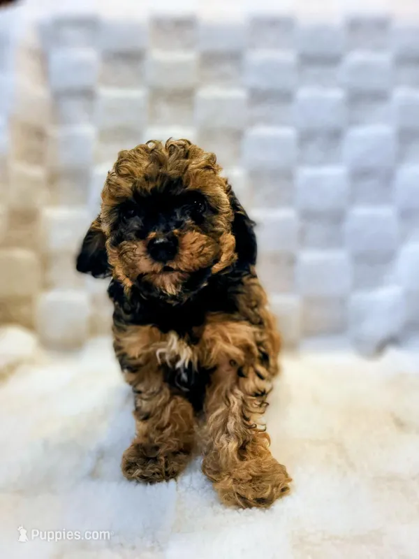 Bucky – Poodle - Toy  puppy for sale in Cheyenne, WY