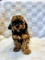 Bucky, a male Poodle - Toy  for sale in Cheyenne, WY – 1 of 1