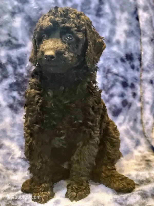 April – Poodle - Miniature  puppy for sale in Cheyenne, WY