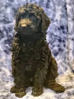 April, a female Poodle - Miniature  for sale in Cheyenne, WY – 1 of 1