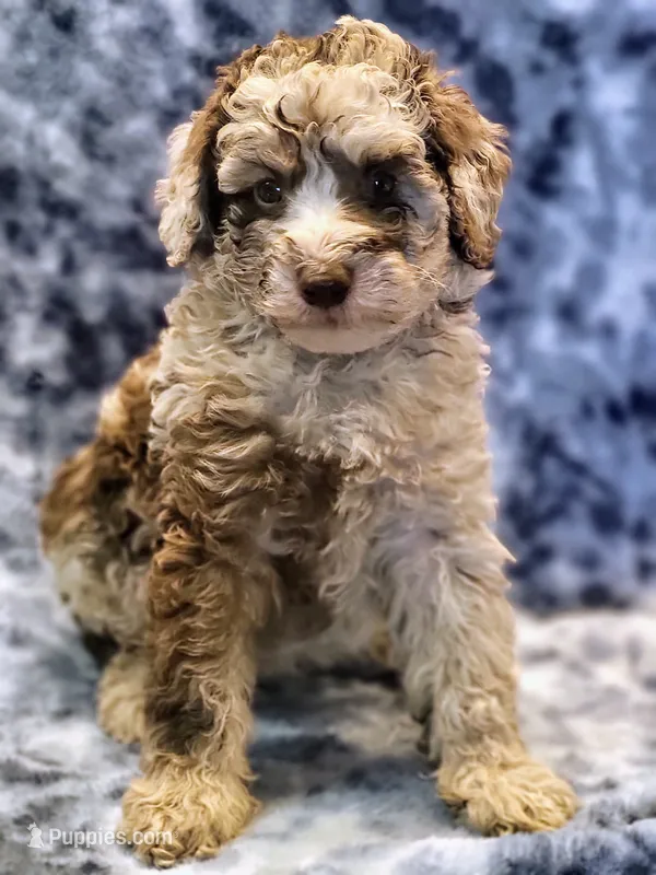 Adam – Poodle - Miniature  puppy for sale in Cheyenne, WY