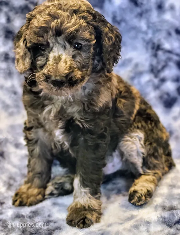Ace – Poodle - Miniature  puppy for sale in Cheyenne, WY