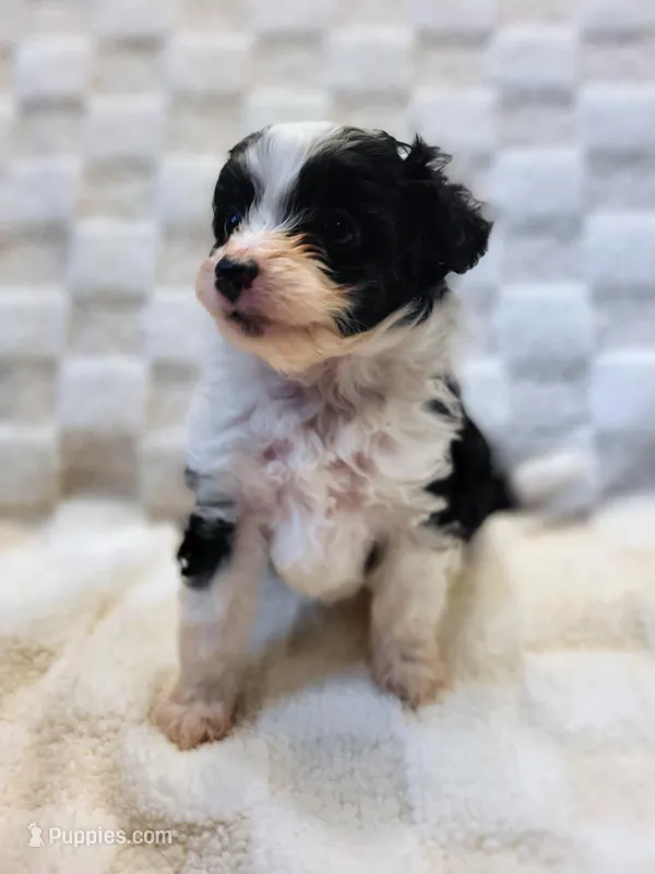 Candy – Poodle - Toy  puppy for sale in Cheyenne, WY