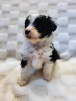 Candy, a female Poodle - Toy  for sale in Cheyenne, WY – 1 of 1