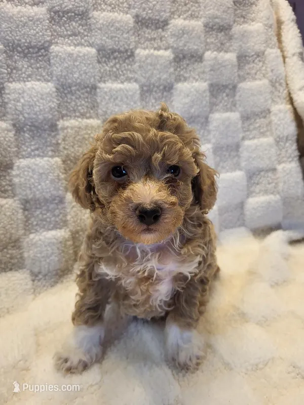 Billy – Poodle - Toy  puppy for sale in Cheyenne, WY