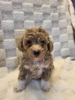 Billy, a male Poodle - Toy  for sale in Cheyenne, WY – 1 of 1