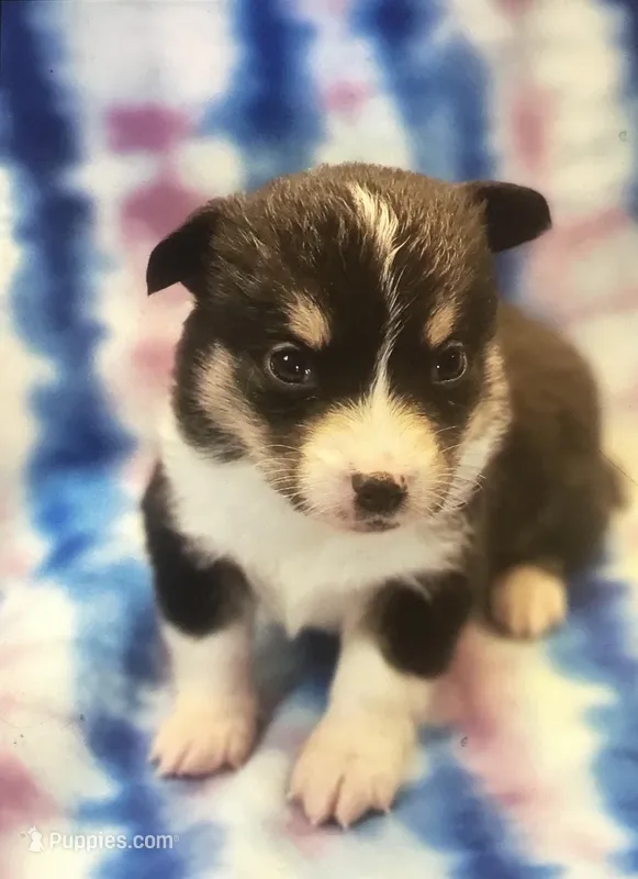 Pg2 – Pembroke Welsh Corgi, Toy Australian Shepherd puppy for sale in Cheyenne, WY