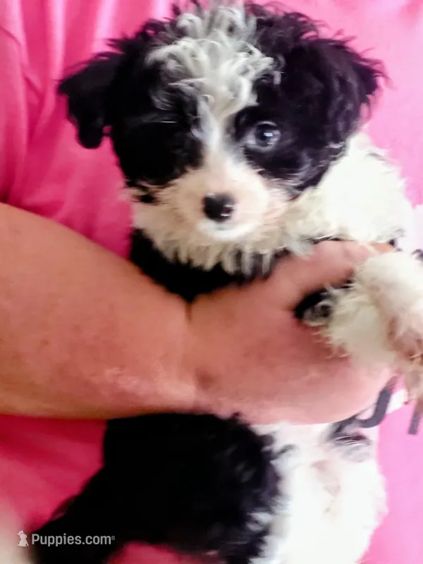 Candy – Poodle - Toy  puppy for sale in Cheyenne, WY