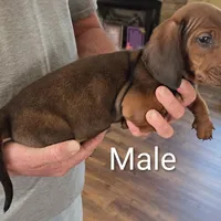 Jack , a male Miniature Dachshund for sale in Jamesville, NC – Photo 4 of 6