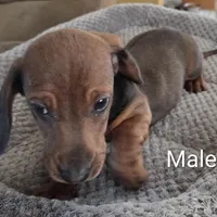 Jack , a male Miniature Dachshund for sale in Jamesville, NC – Photo 6 of 6