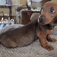 Jack , a male Miniature Dachshund for sale in Jamesville, NC – Photo 3 of 6