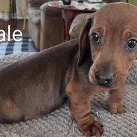 Jack , a male Miniature Dachshund for sale in Jamesville, NC – Photo 2 of 6