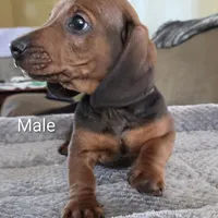 Jack , a male Miniature Dachshund for sale in Jamesville, NC – Photo 1 of 6