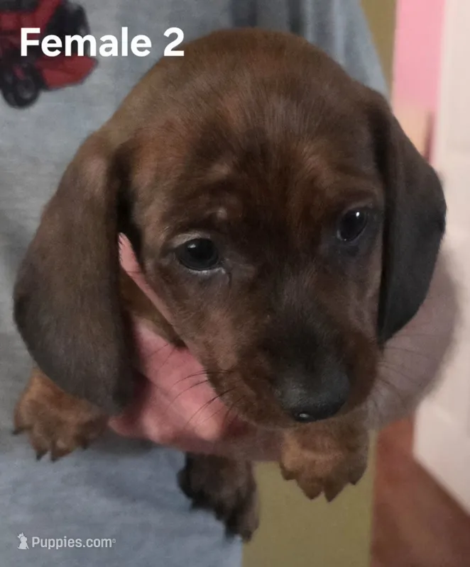Reba Female 2 – Miniature Dachshund puppy for sale in Jamesville, NC