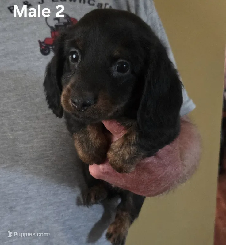 Oscar Male 2 – Miniature Dachshund puppy for sale in Jamesville, NC