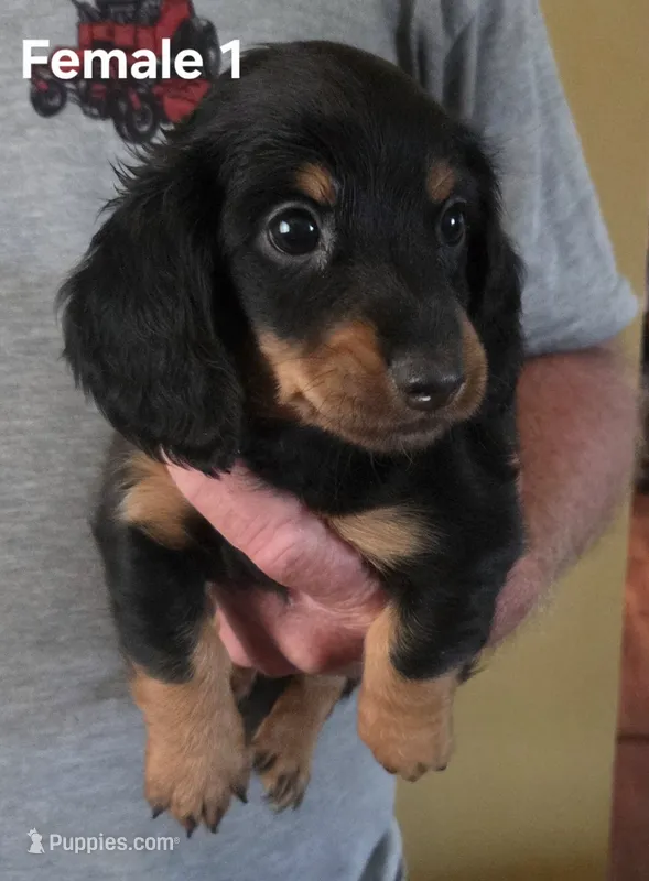 Dolly Female 1 – Miniature Dachshund puppy for sale in Jamesville, NC