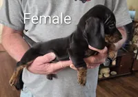 Sally, a female Miniature Dachshund for sale in Jamesville, NC – Photo 1 of 2