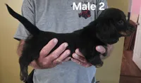 Oscar Male 2, a male Miniature Dachshund for sale in Jamesville, NC – 2 of 2