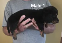 Jack Male 1, a male Miniature Dachshund for sale in Jamesville, NC – 2 of 2