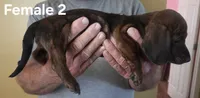 Reba Female 2, a female Miniature Dachshund for sale in Jamesville, NC – 2 of 2