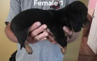 Dolly Female 1, a female Miniature Dachshund for sale in Jamesville, NC – 2 of 2
