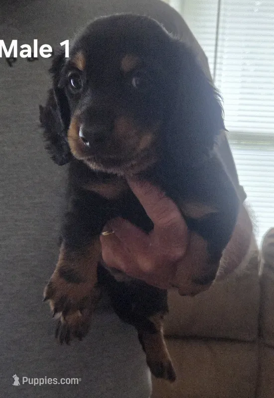 Jack Male 1 – Miniature Dachshund puppy for sale in Jamesville, NC