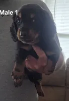 Jack Male 1, a male Miniature Dachshund for sale in Jamesville, NC – 1 of 2
