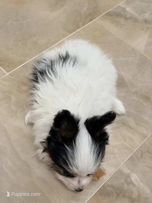 BB, a male Papillon for sale in San Jose, CA – Photo 1 of 8