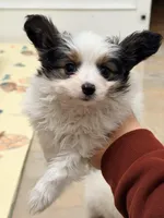 BB, a male Papillon for sale in San Jose, CA – Photo 6 of 8