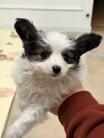 BB, a male Papillon for sale in San Jose, CA – Photo 5 of 8