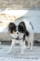 BB, a male Papillon for sale in San Jose, CA – Photo 7 of 8