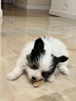 BB, a male Papillon for sale in San Jose, CA – Photo 2 of 8