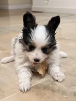 BB, a male Papillon for sale in San Jose, CA – Photo 3 of 8