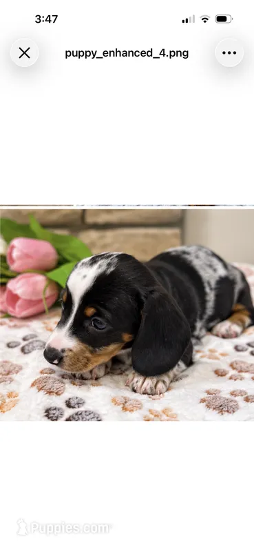 Tiny smooth coat piebald miniature dachshund  – Miniature Dachshund puppy for sale in Eads, TN