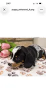 Tiny smooth coat piebald miniature dachshund , a female Miniature Dachshund for sale in Eads, TN – 1 of 7
