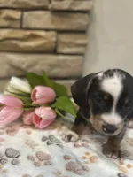 Tiny smooth coat piebald miniature dachshund , a female Miniature Dachshund for sale in Eads, TN – 3 of 7