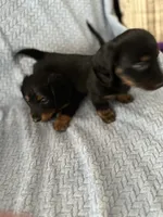 Sweet boy!   Long hair Miniature Dachshund, a male Miniature Dachshund for sale in Eads, TN – 4 of 8