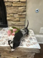 Tiny smooth coat piebald miniature dachshund , a female Miniature Dachshund for sale in Eads, TN – 5 of 7