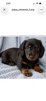 Sweet boy!   Long hair Miniature Dachshund, a male Miniature Dachshund for sale in Eads, TN – 3 of 8
